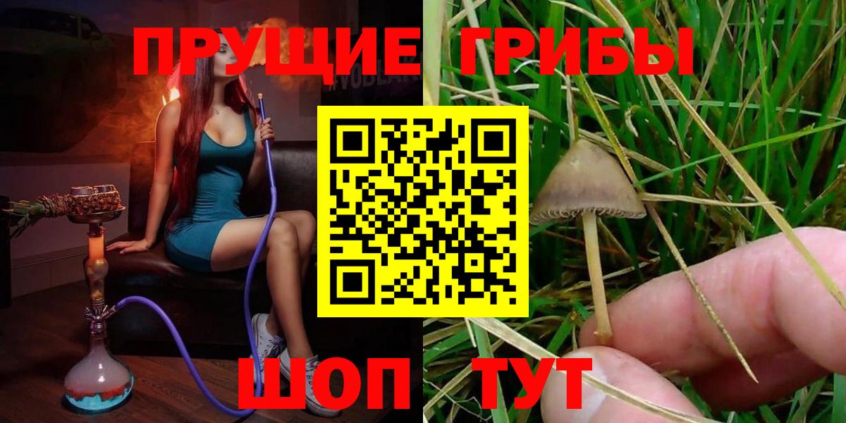 Великий Новгород  Псилоцибиновые грибы Psilocybine cubensis  Вход с VPN 